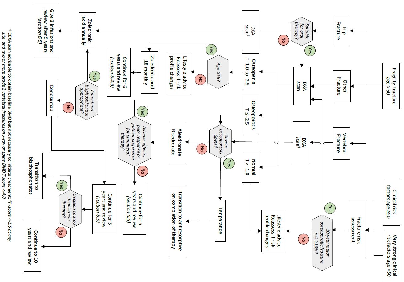 Osteoporosis_Algoritmo_tratamiento_SIGN142